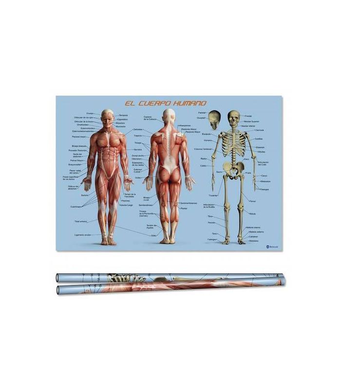 POSTER CUERPO HUMANO 70X100 CM BISMARK 328695